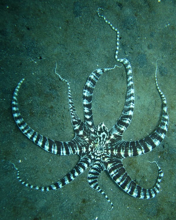 A mimic octopus. It changes shape and behaviour as well as colour, adopting postures reported to resemble flatfish, lionfish and sea snakes.