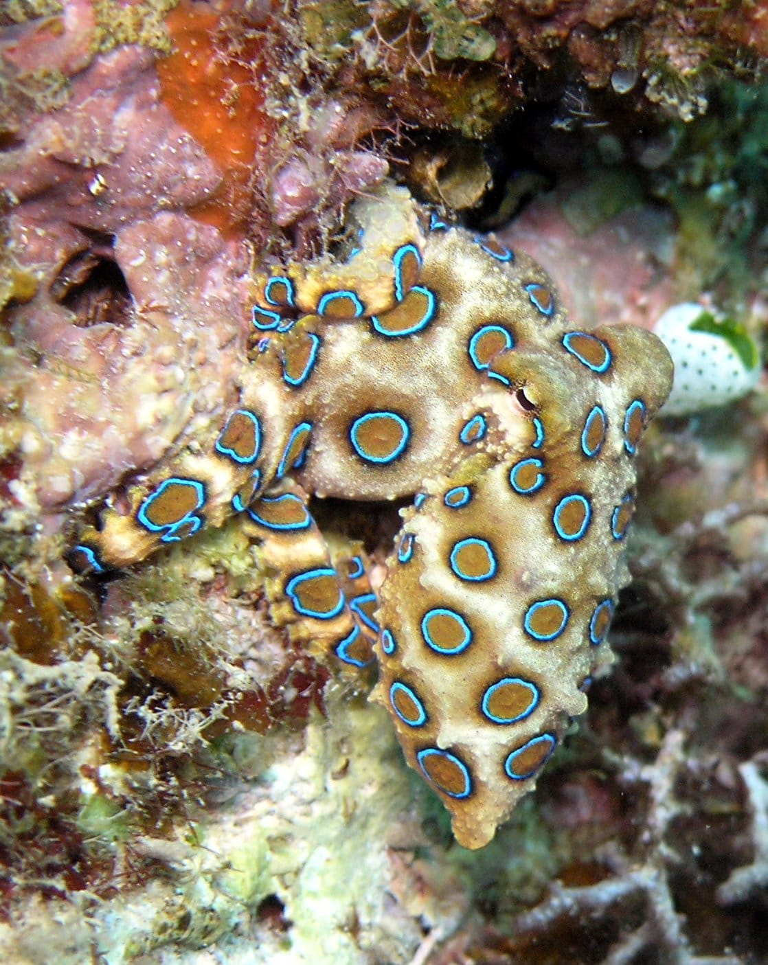A blue-ringed octopus. The rings flash as a warning; the animal carries tetrodotoxin, produced by symbiotic bacteria, and is among the most venomous marine animals despite being a few centimetres across.