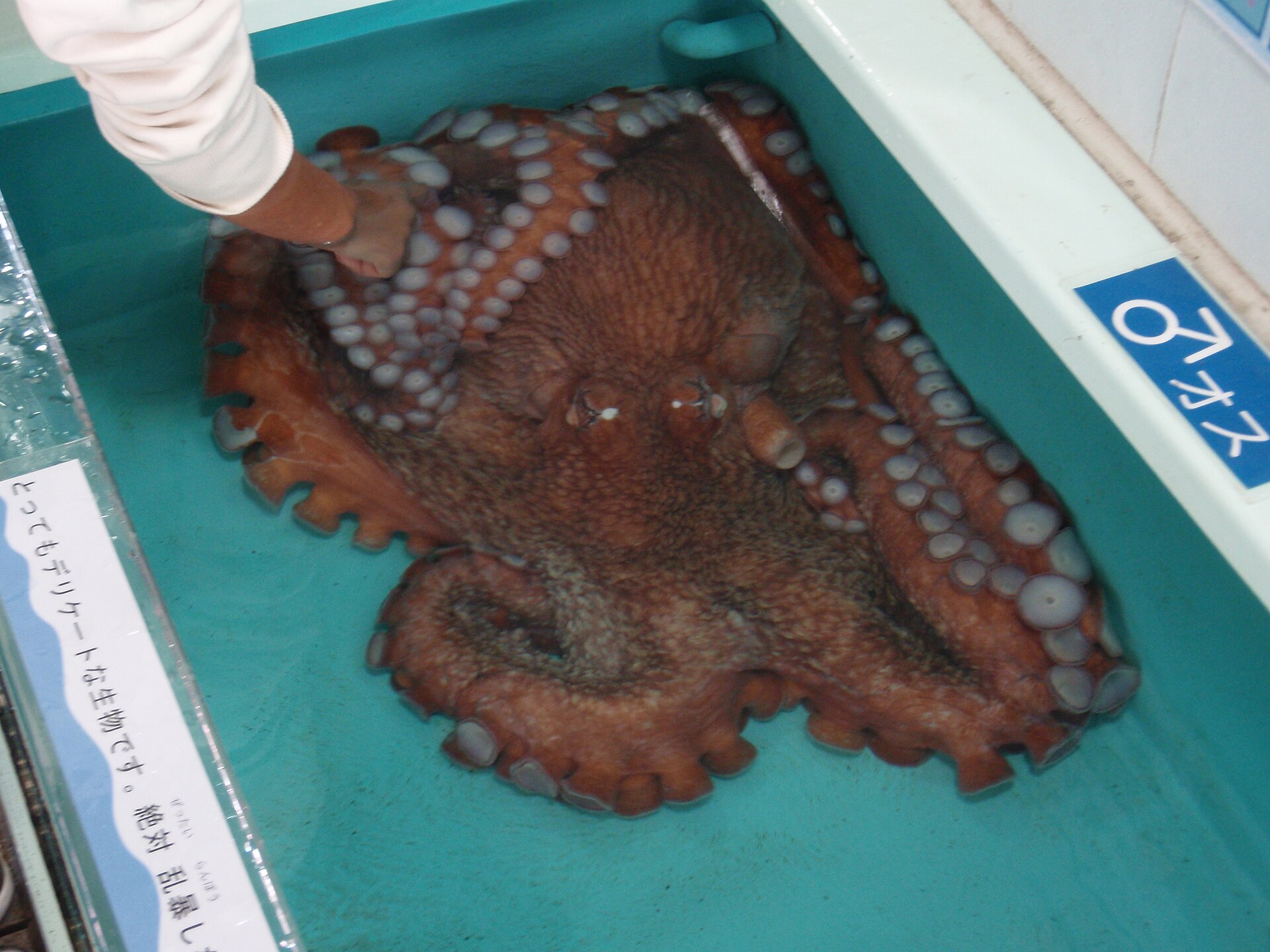 A giant Pacific octopus, the largest species, which can span more than four metres across the arms. Credit: Tomomori (CC BY-SA 3.0).