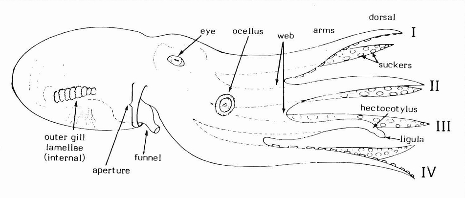 A labelled diagram of octopus anatomy, showing the gills, funnel, eye, and arms. Credit: Michael Vecchione, Clyde F.E. Roper, & Michael J. Sweeney (Public domain).