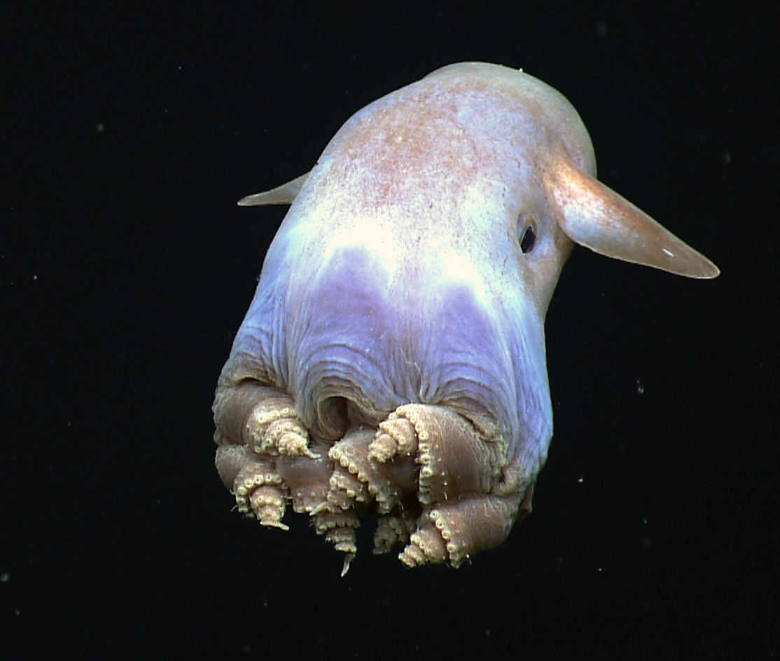 A deep-sea 'dumbo' octopus, one of the many forms cephalopods take in the ocean's depths. Credit: NOAA Okeanos Explorer (Public domain).
