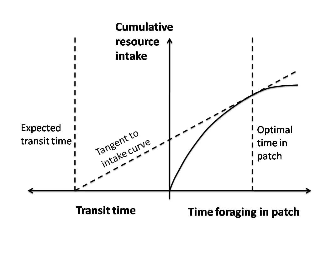 The marginal value theorem shown graphically. The optimal time to leave a patch is where the current intake rate falls to the average rate for the habitat as a whole, found by the tangent construction.