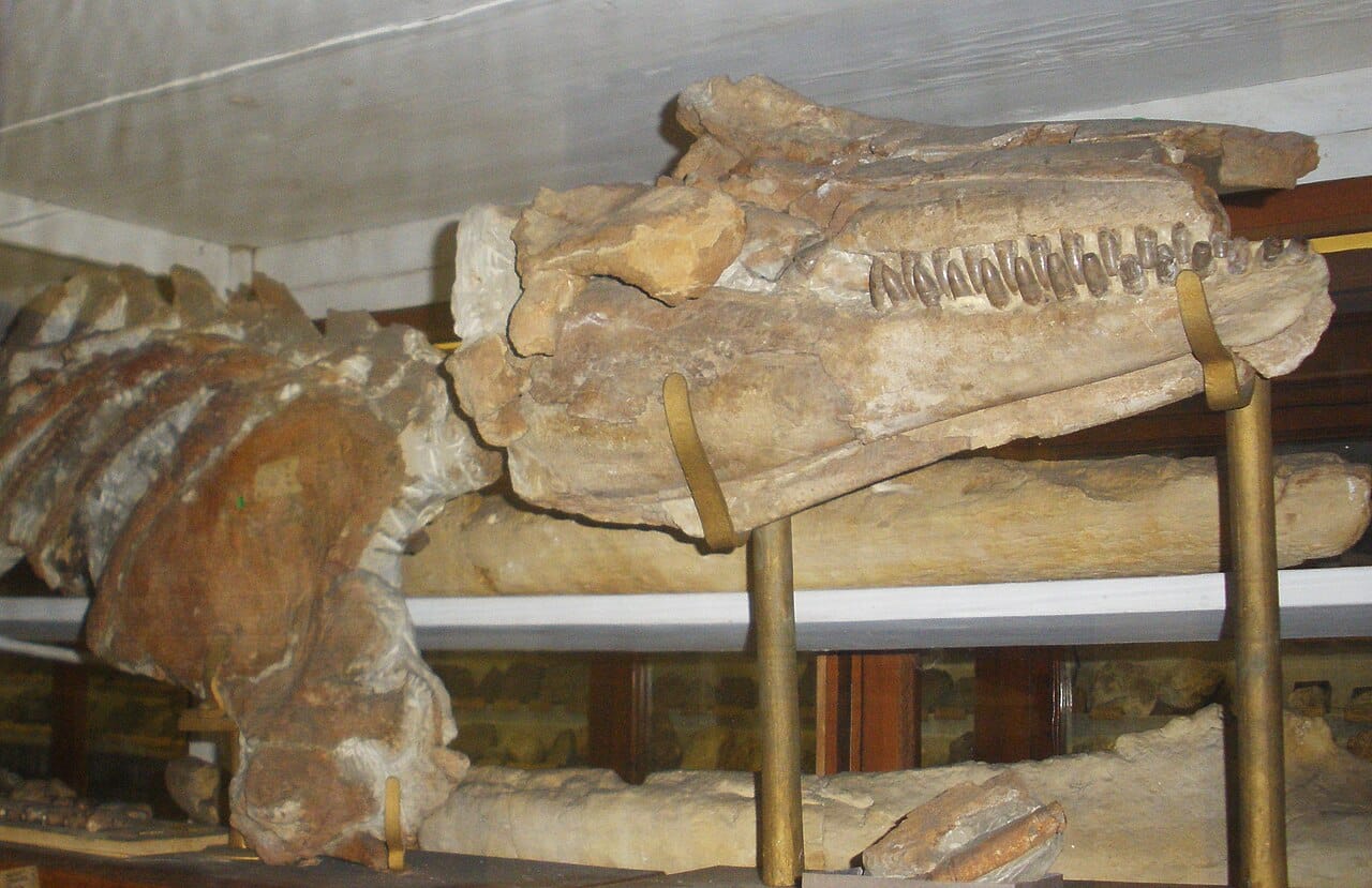 Orcinus citoniensis, a smaller extinct relative from the Pliocene of Italy. It had more teeth than the modern orca and was around four metres long.