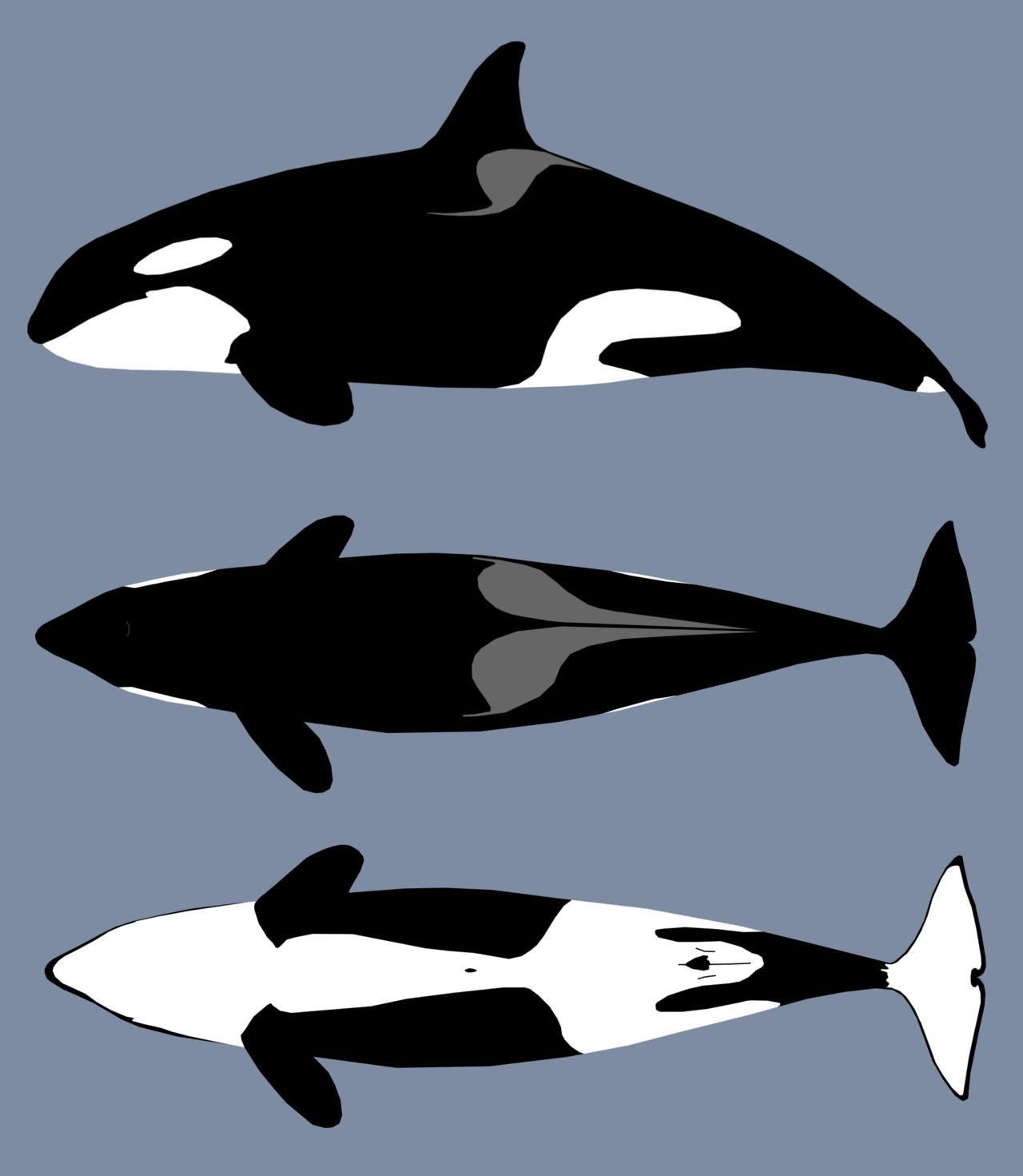 The markings of a typical orca: the white eye patch, the grey saddle behind the dorsal fin, and the white ventral surface. Saddle and eye patch shapes differ between populations and are used to identify individuals.