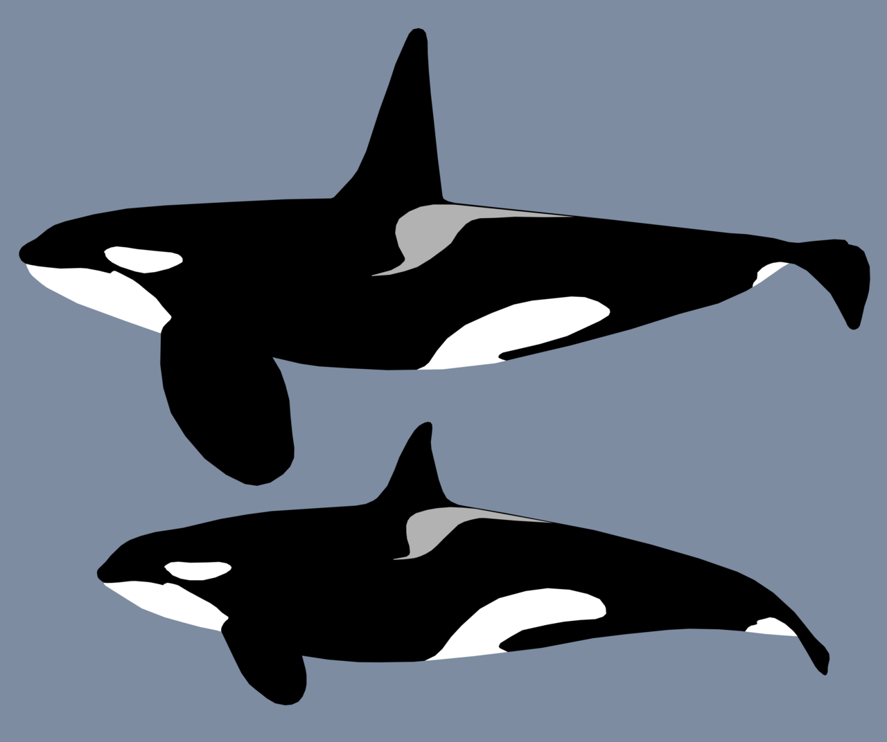 Sexual dimorphism in the orca. The male's dorsal fin is the most pronounced difference of its kind in any cetacean.