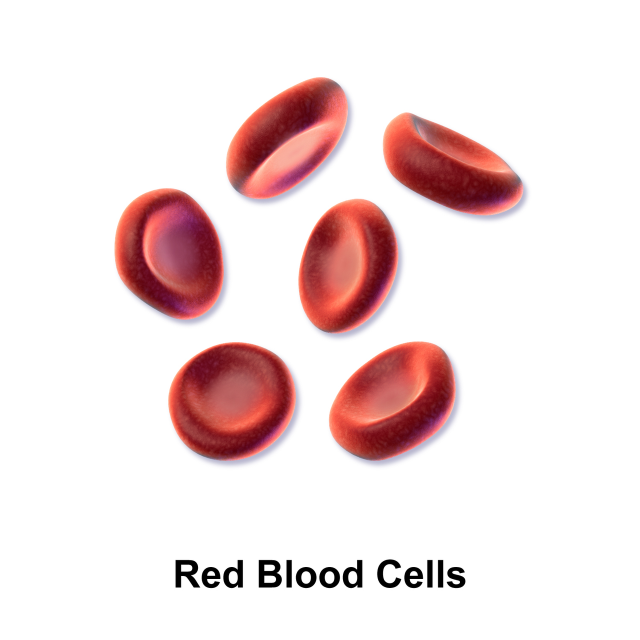Red blood cells. In a dilute solution they swell and rupture; in a concentrated one they shrink and crenate, which is why intravenous fluids must be matched to blood tonicity.