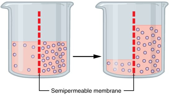 Osmosis across a semipermeable membrane. Water crosses in both directions; the net flow occurs because fewer water molecules are free to cross from the more concentrated side.