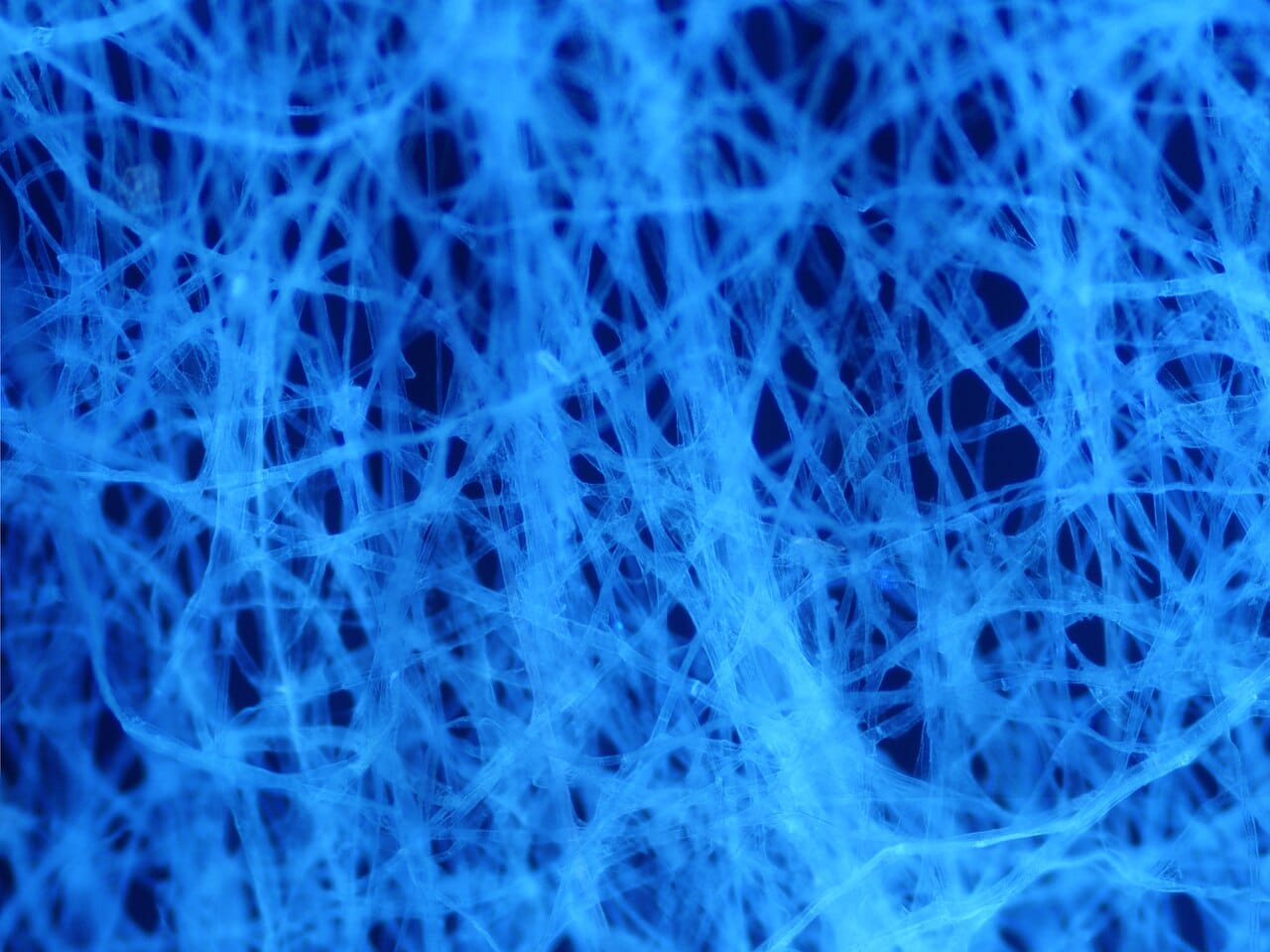 Paper fibres seen under fluorescence. The sheet is a random mat of cellulose fibres bonded to one another, which is why paper tears more easily in one direction than the other.