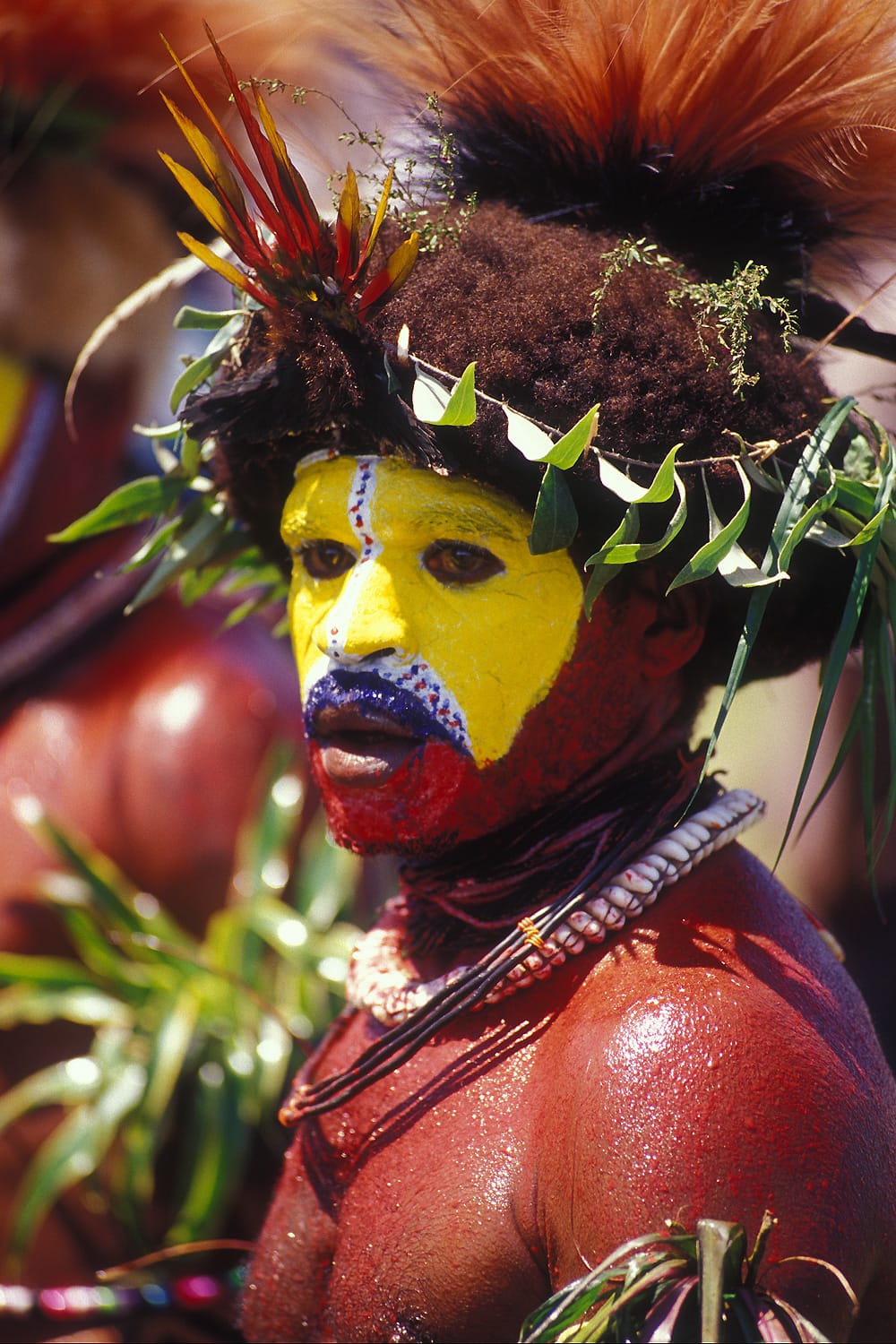 A Huli wigman of the highlands in ceremonial paint and a headdress adorned with bird-of-paradise plumes. Such displays, worn at the great gatherings known as sing-sings, are among the most striking expressions of Papua New Guinea's cultural wealth.