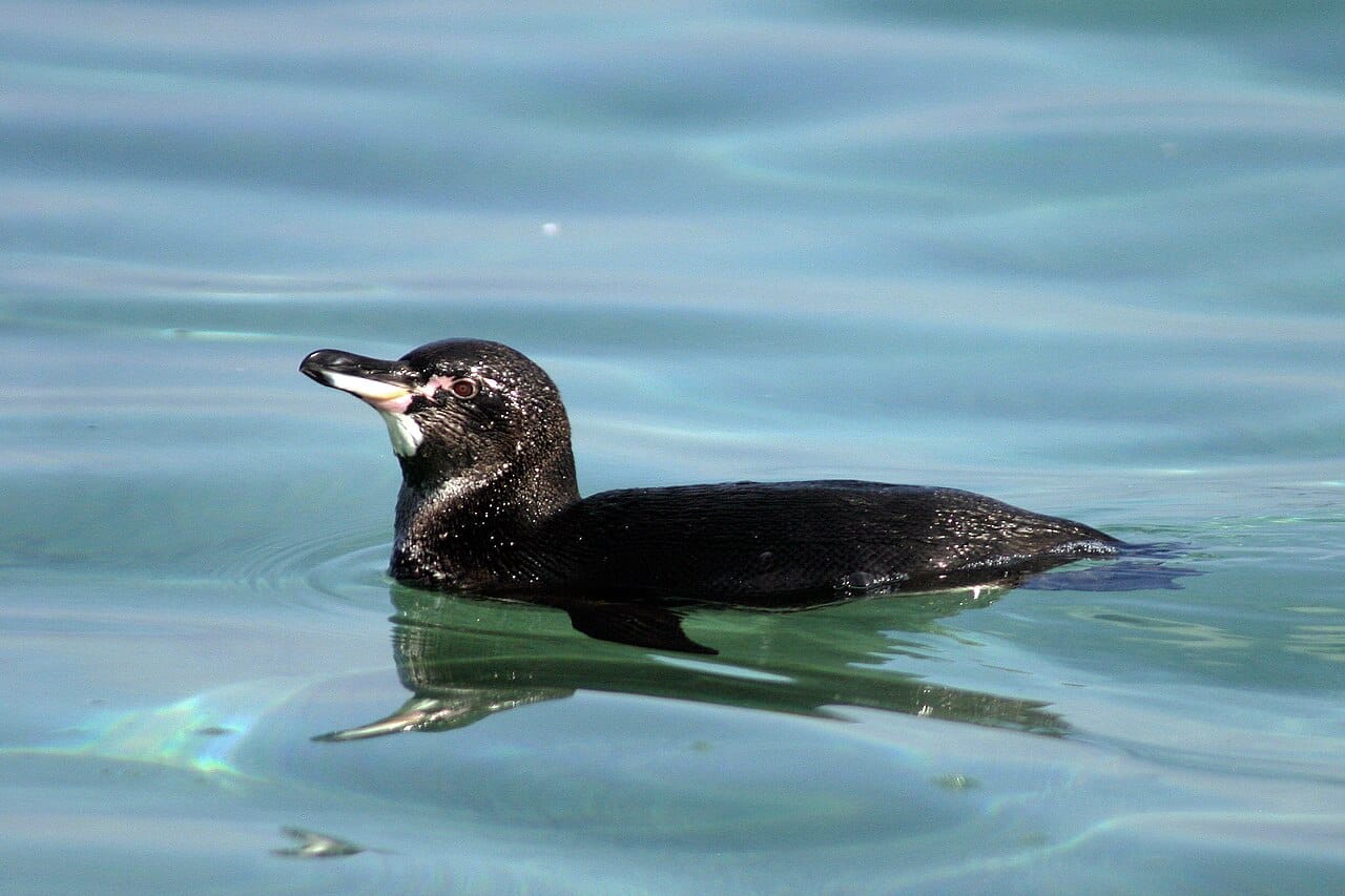 A Galapagos penguin, the only species that breeds north of the equator, sustained by the cold Cromwell and Humboldt currents that reach the archipelago.