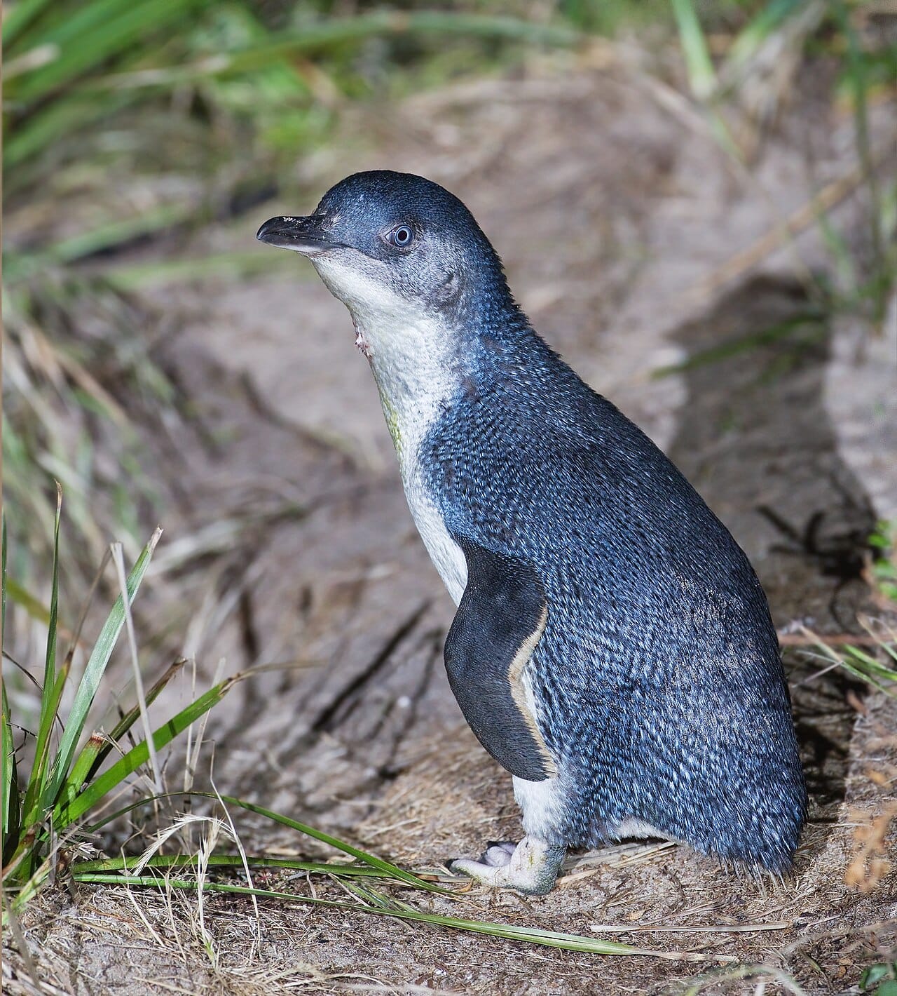 A little penguin, the smallest species at around a kilogram, of southern Australia and New Zealand. It comes ashore only after dark, which is when the colonies at Phillip Island draw visitors.