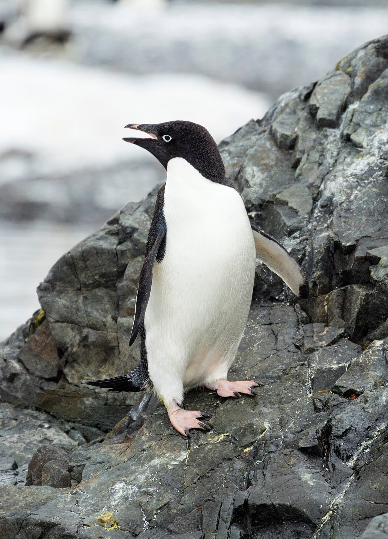 Adélie penguins. With the emperor, this is one of only two species that breed on the Antarctic continent itself.
