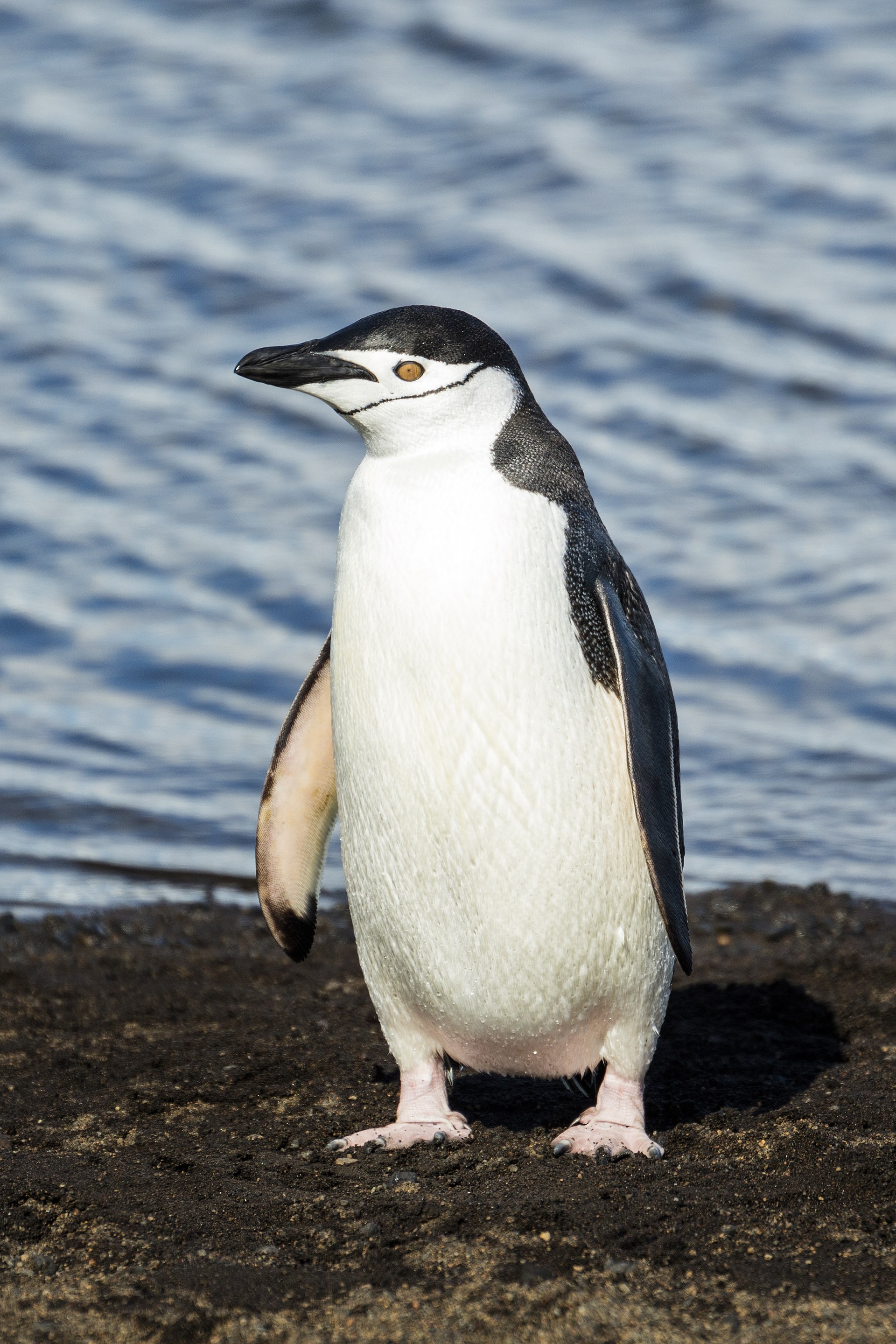 A chinstrap penguin, one of the many species that breed on the islands of the far south. Credit: Godot13 (CC BY-SA 4.0).