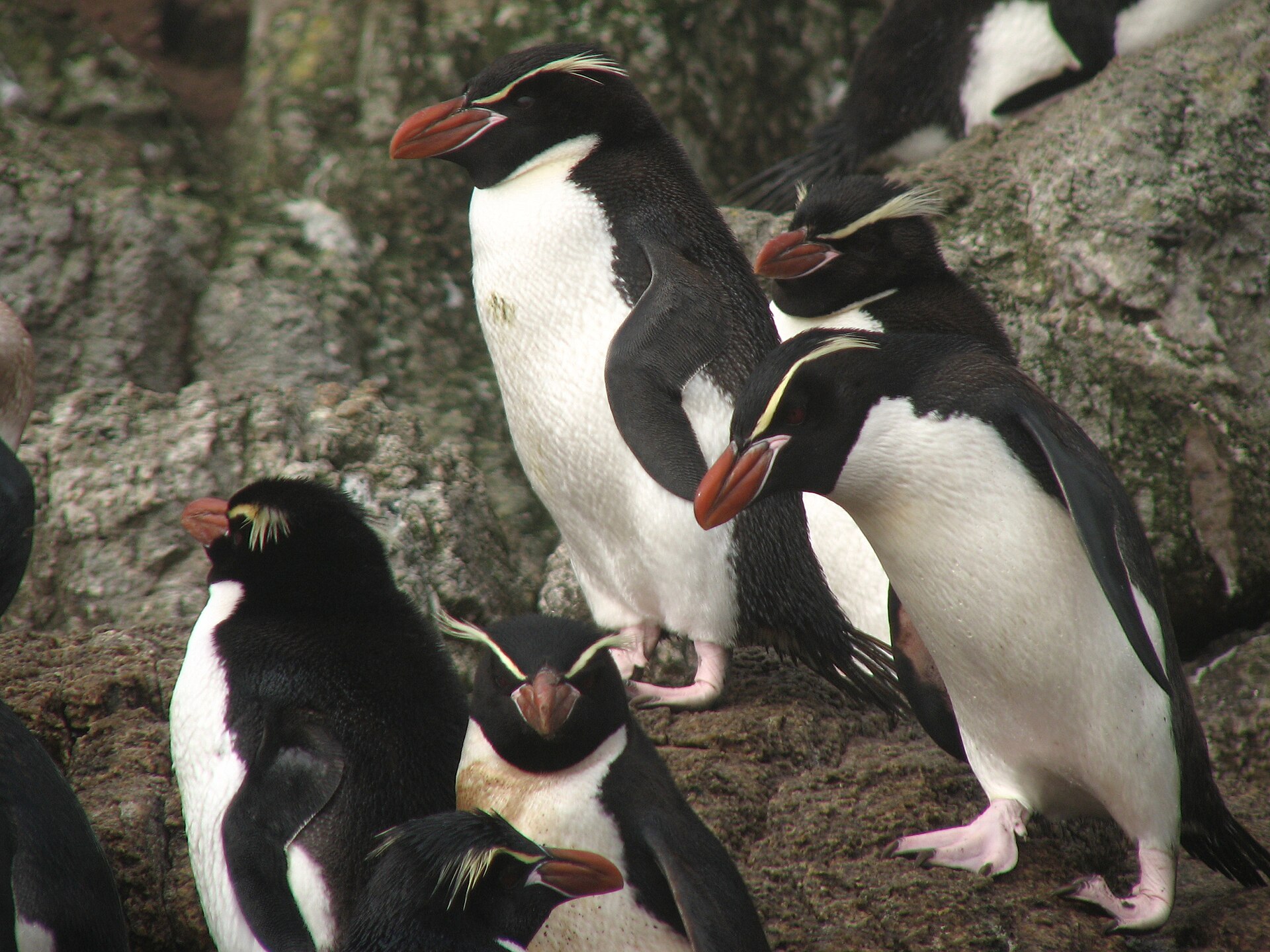 A Snares penguin, a crested species that breeds only on a small group of islands south of New Zealand. Credit: lin padgham (CC BY 2.0).