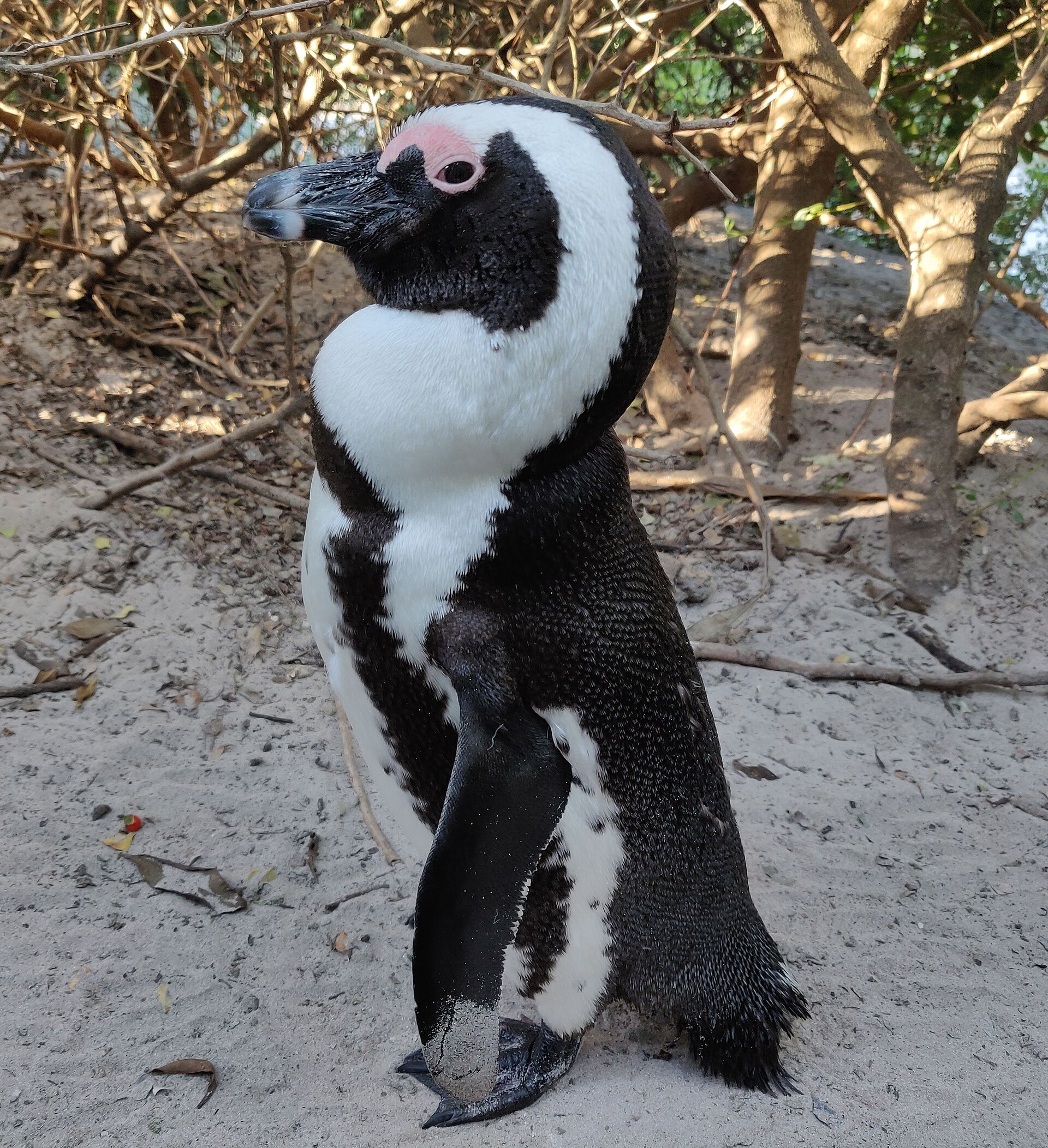 An African penguin at Boulders Beach near Cape Town, proof that not all penguins live on ice. Credit: Bl1zz4rd-editor (CC BY-SA 4.0).
