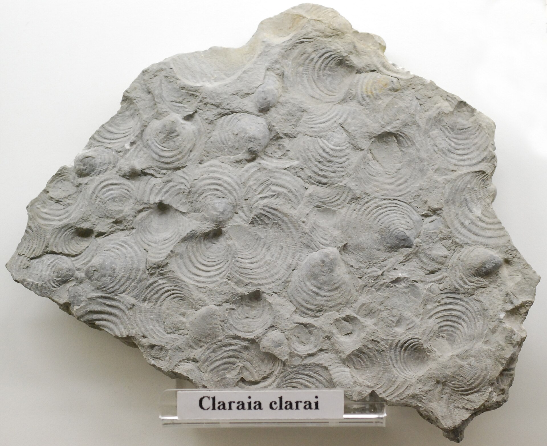Rock layers marking the boundary where so much of life disappeared.