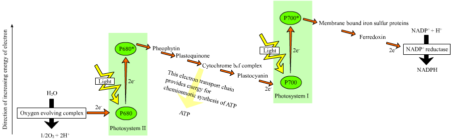 A simplified scheme of the light reactions that capture the Sun's energy and split water.