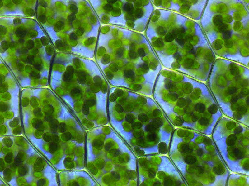 Plant cells packed with green chloroplasts, the tiny structures where photosynthesis takes place.