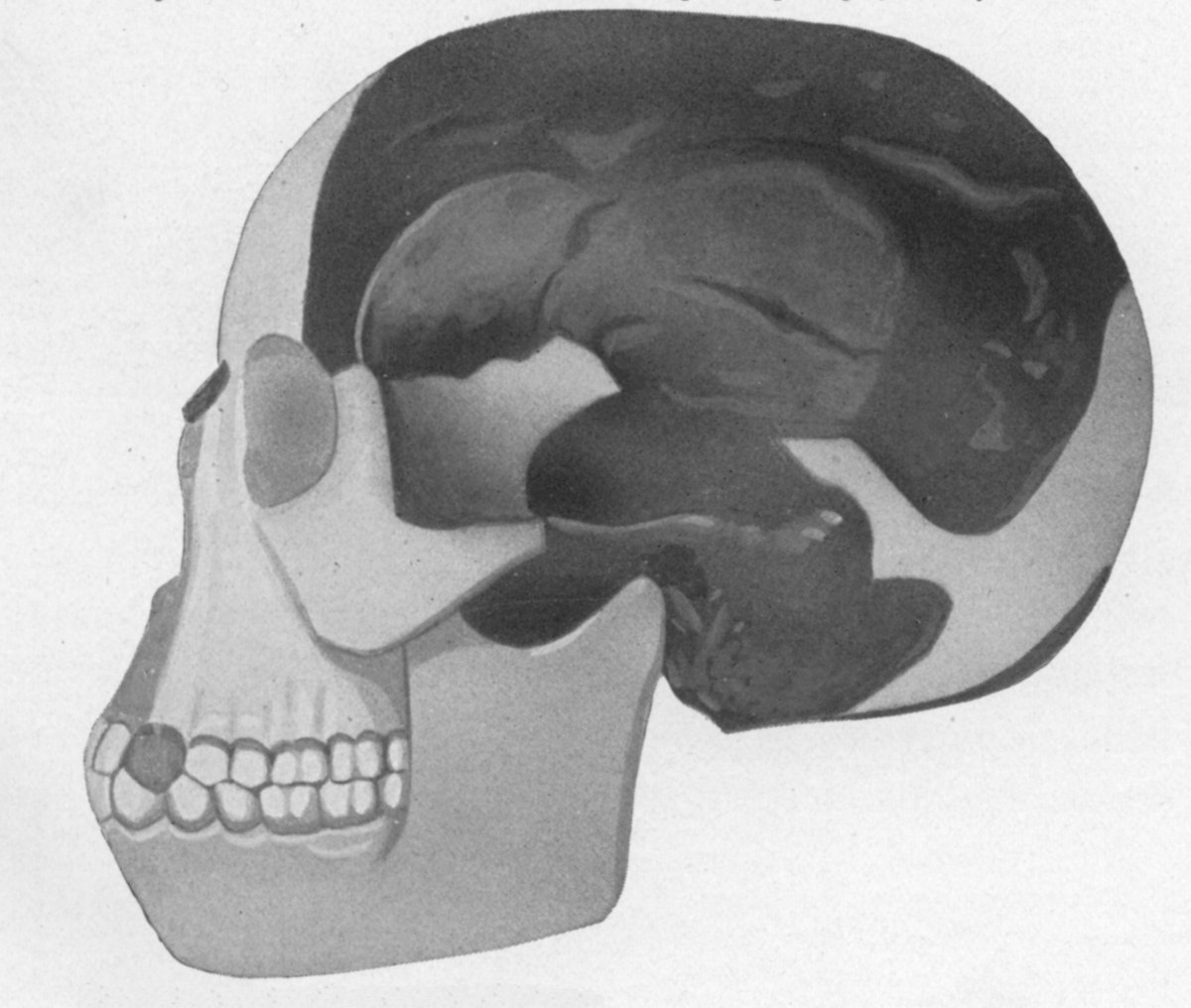 A reconstruction built around the Piltdown fragments, once taken for a human ancestor.