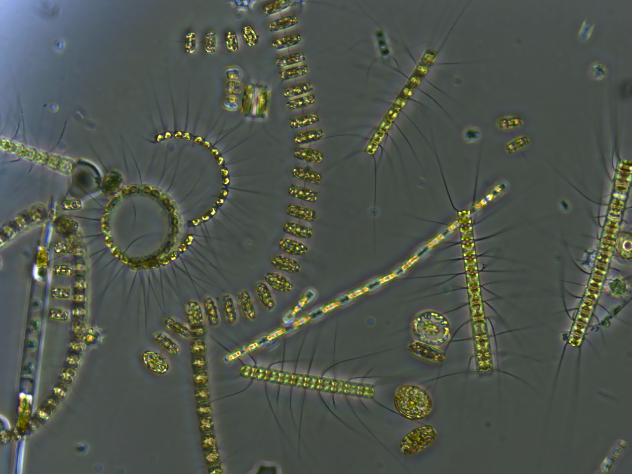 A mixed phytoplankton community. The category spans many unrelated groups defined only by drifting rather than by any shared ancestry.