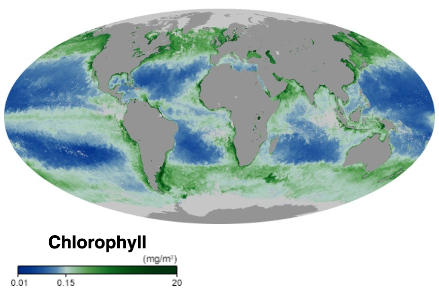 Chlorophyll concentration in the global ocean. Productivity is concentrated at high latitudes and along coasts where nutrients reach the surface, and the open subtropics are comparatively barren.