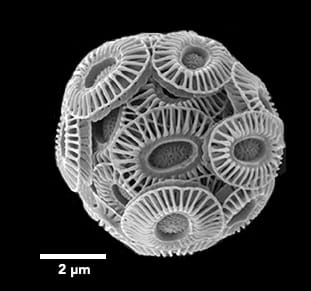 A coccolithophore. Organisms of this kind build calcium carbonate plates, and their accumulated remains form chalk deposits.