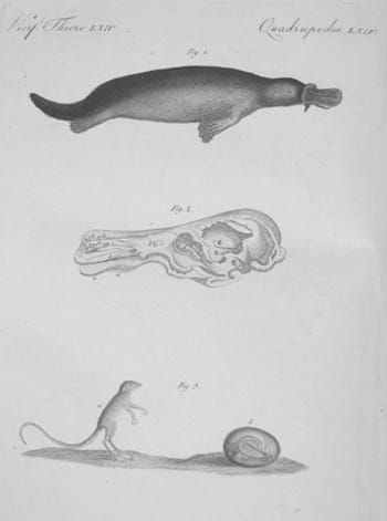 An early illustration of the platypus. Its anatomy was contested in Europe for the better part of a century, and it was used as evidence in arguments about classification long before evolution supplied a framework for it.
