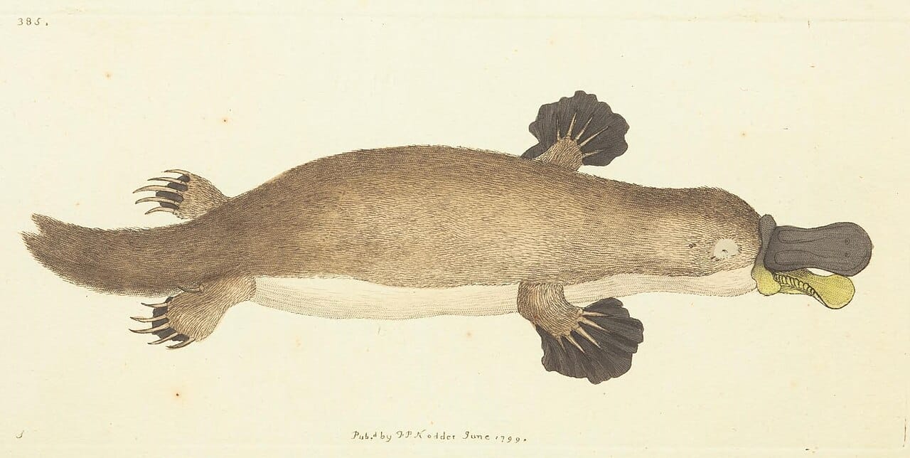 The 1799 description by George Shaw, the first published account in Europe. Shaw examined the specimen for stitching, suspecting a hoax assembled from parts of other animals.
