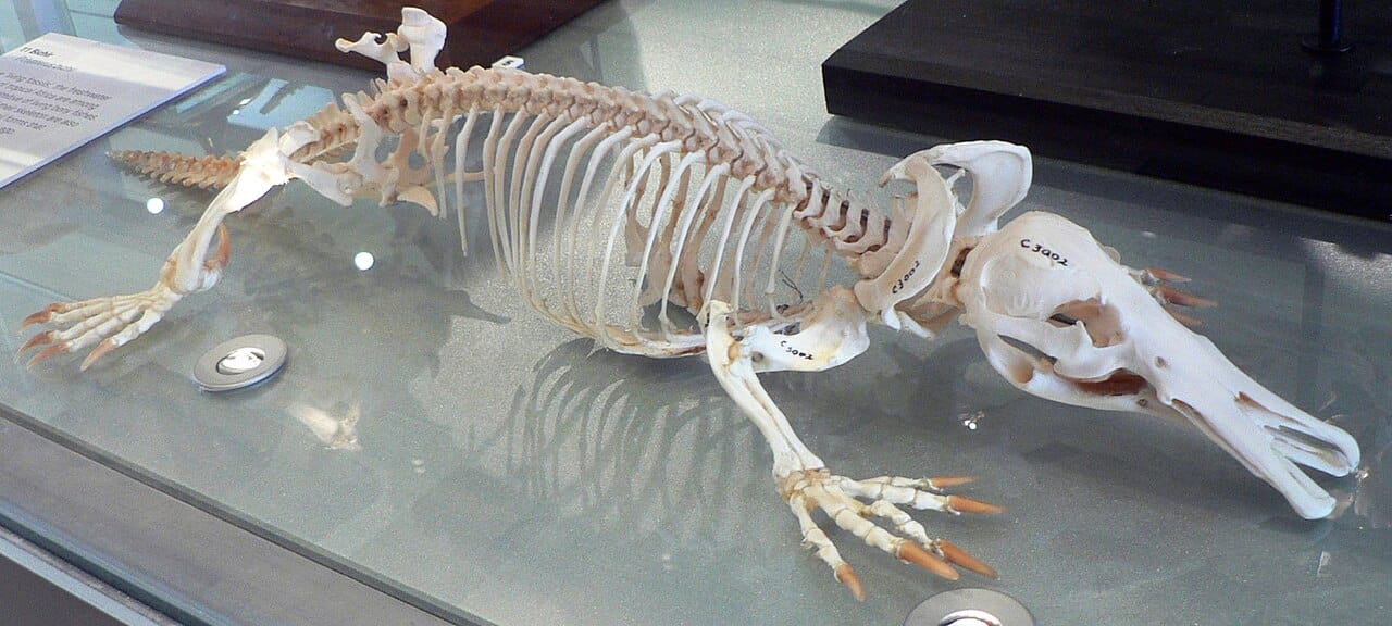 A platypus skeleton. The shoulder girdle retains reptile-like elements lost in other living mammals, and the sprawling limb posture is unlike that of placentals and marsupials.