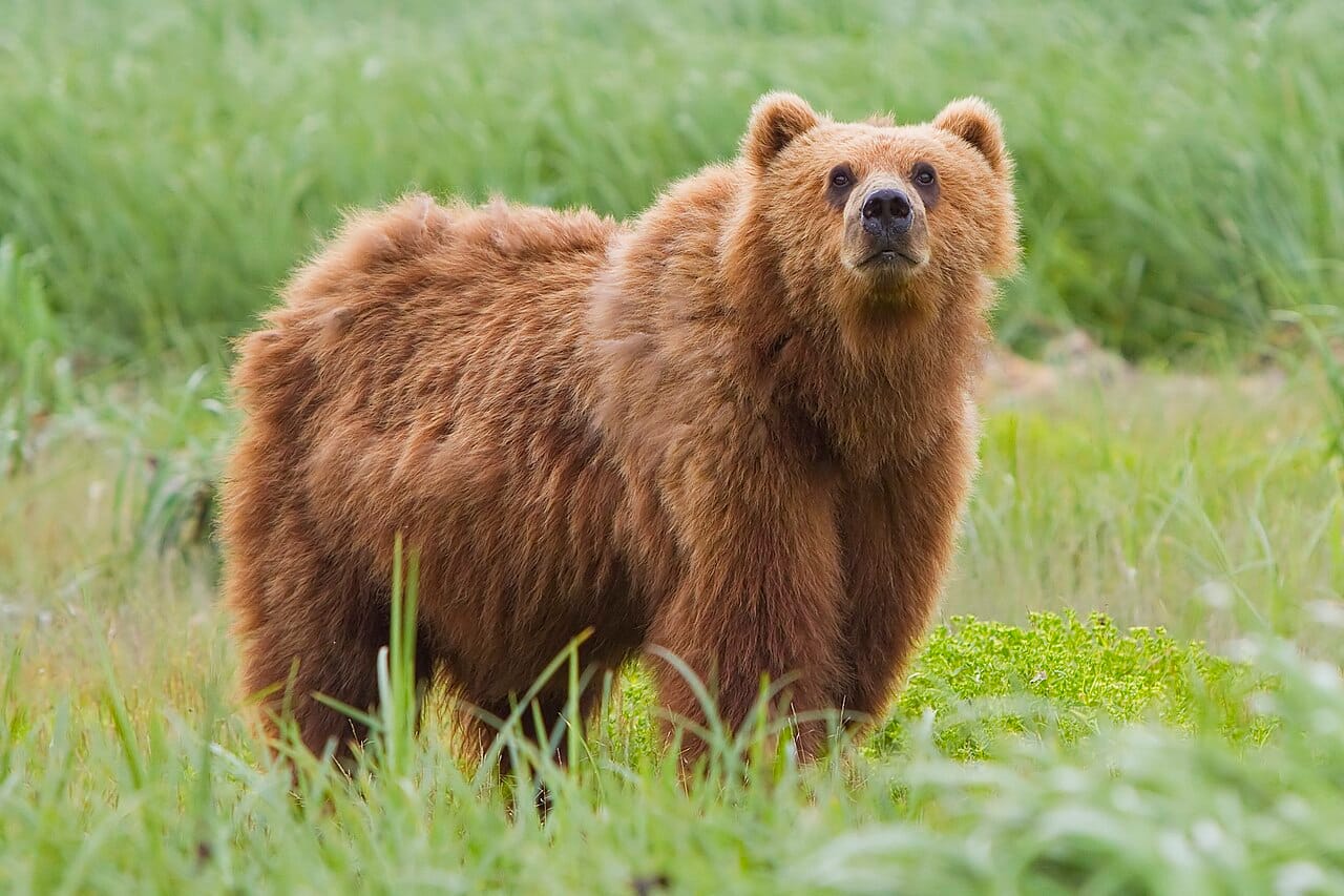 A brown bear. Polar bears and brown bears diverged recently in evolutionary terms and remain capable of producing fertile offspring.