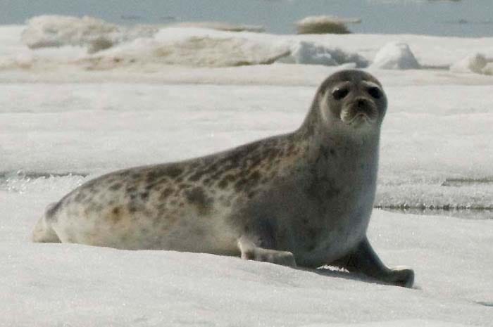 A ringed seal, the polar bear's principal prey. Bears wait at breathing holes and take seals at the surface, which is only possible from a platform of sea ice.