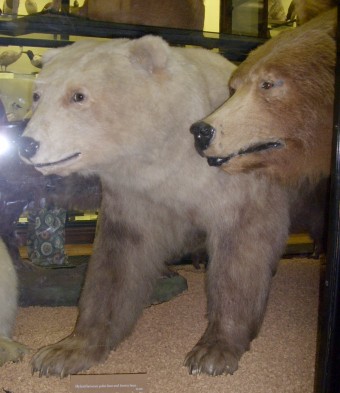 A polar and brown bear hybrid; the two species are close enough to interbreed. Credit: Original uploader was Messybeast at en.wikipedia (CC BY 2.5).