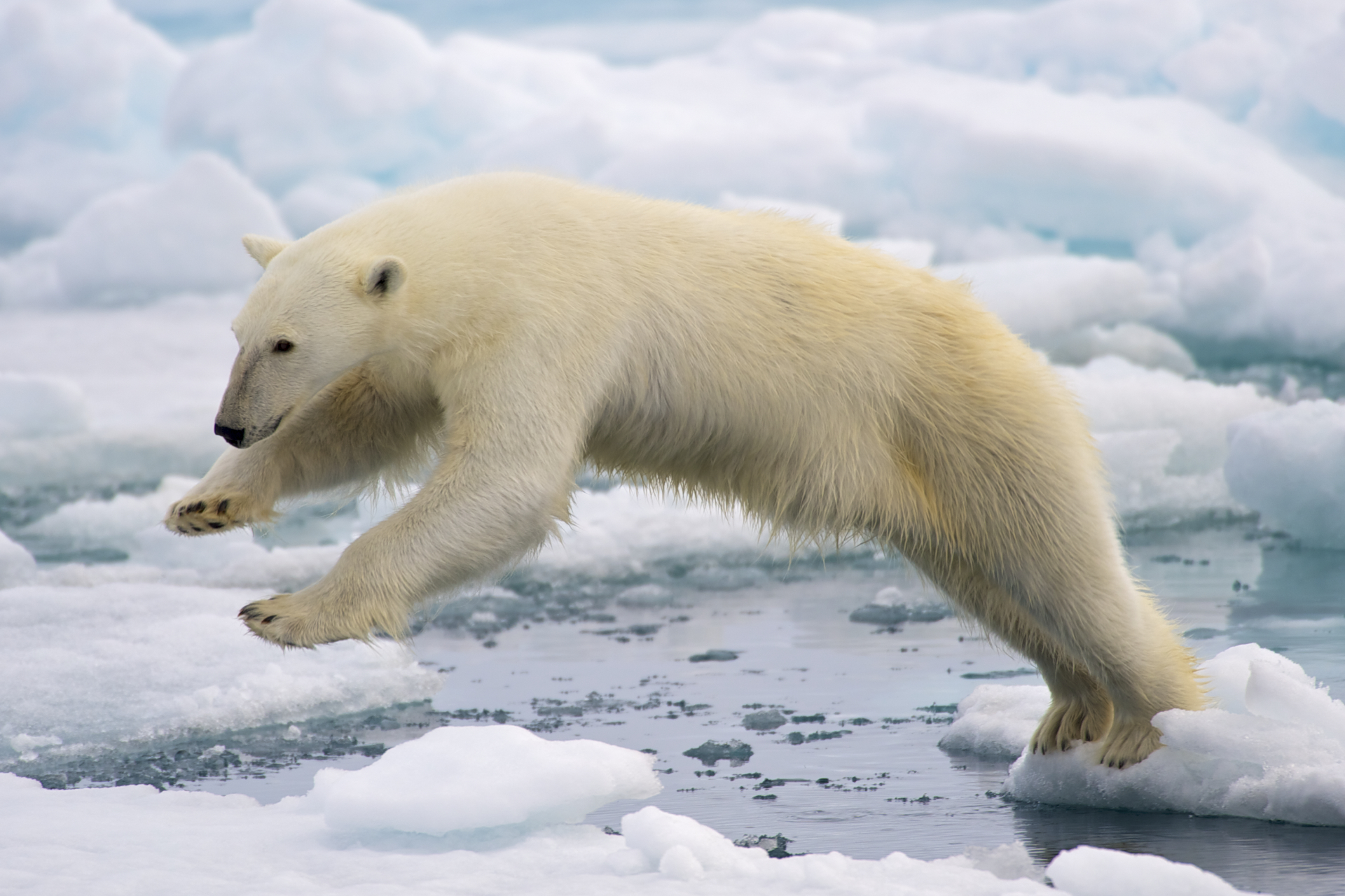 A polar bear leaping across floating ice at Svalbard, the frozen platform on which it depends. Credit: Arturo de Frias Marques (CC BY-SA 4.0).