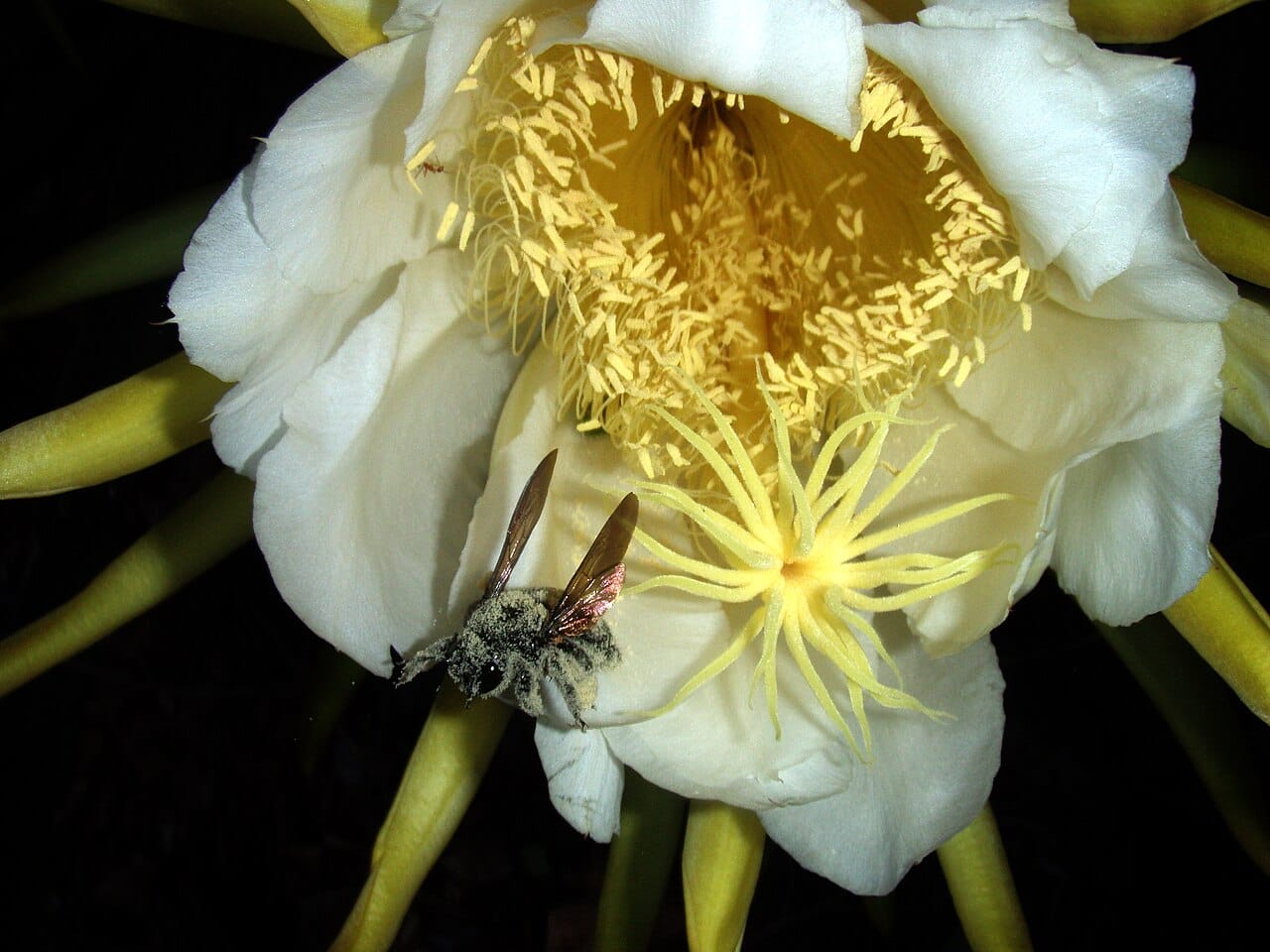 A bee carrying pollen. The pollen adhering to the body is transferred incidentally as the animal visits further flowers, which is the entire basis of animal pollination.
