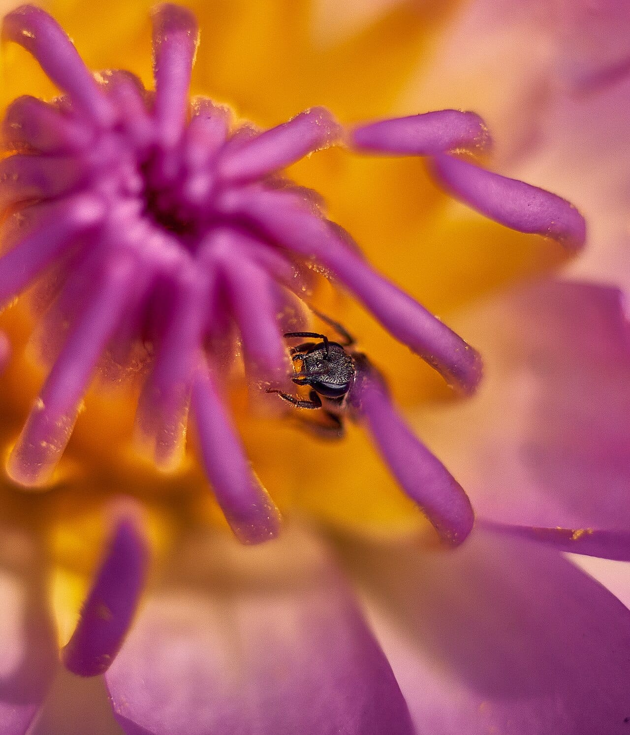 An insect at a flower. Bees are the most important pollinators because they collect pollen deliberately to feed their young rather than encountering it incidentally.