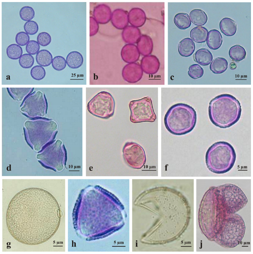 Pollen grains. Their form varies enough between species that pollen recovered from sediment or from a bee's body identifies which plants were present.