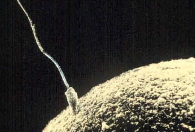A sperm cell at an egg. Which parent supplied the preformed miniature was the central dispute, and the answer turned out to be neither.