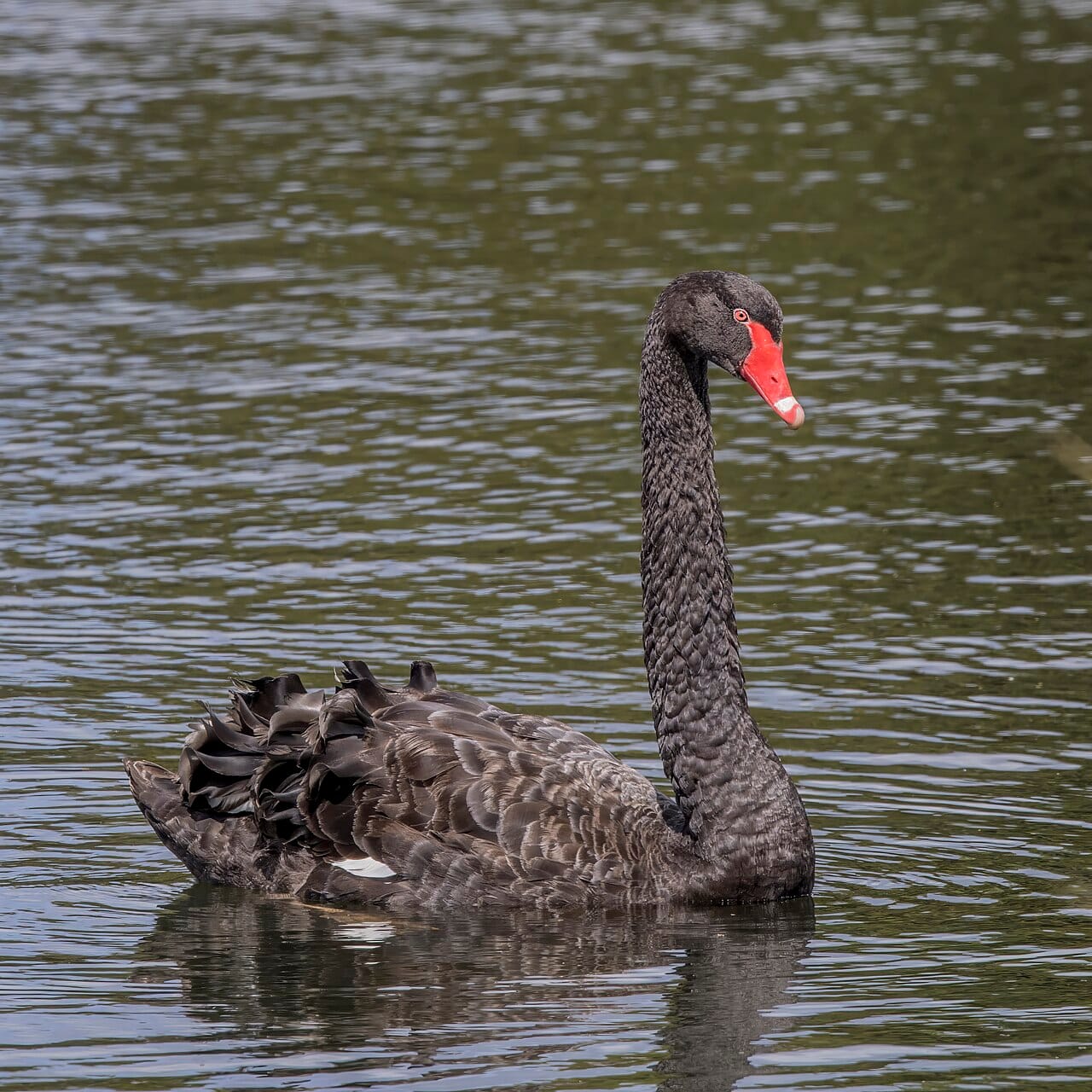 A black swan. Europeans held that all swans were white on the basis of very many observations, until the encounter with black swans in Australia showed what any number of confirmations had failed to secure.