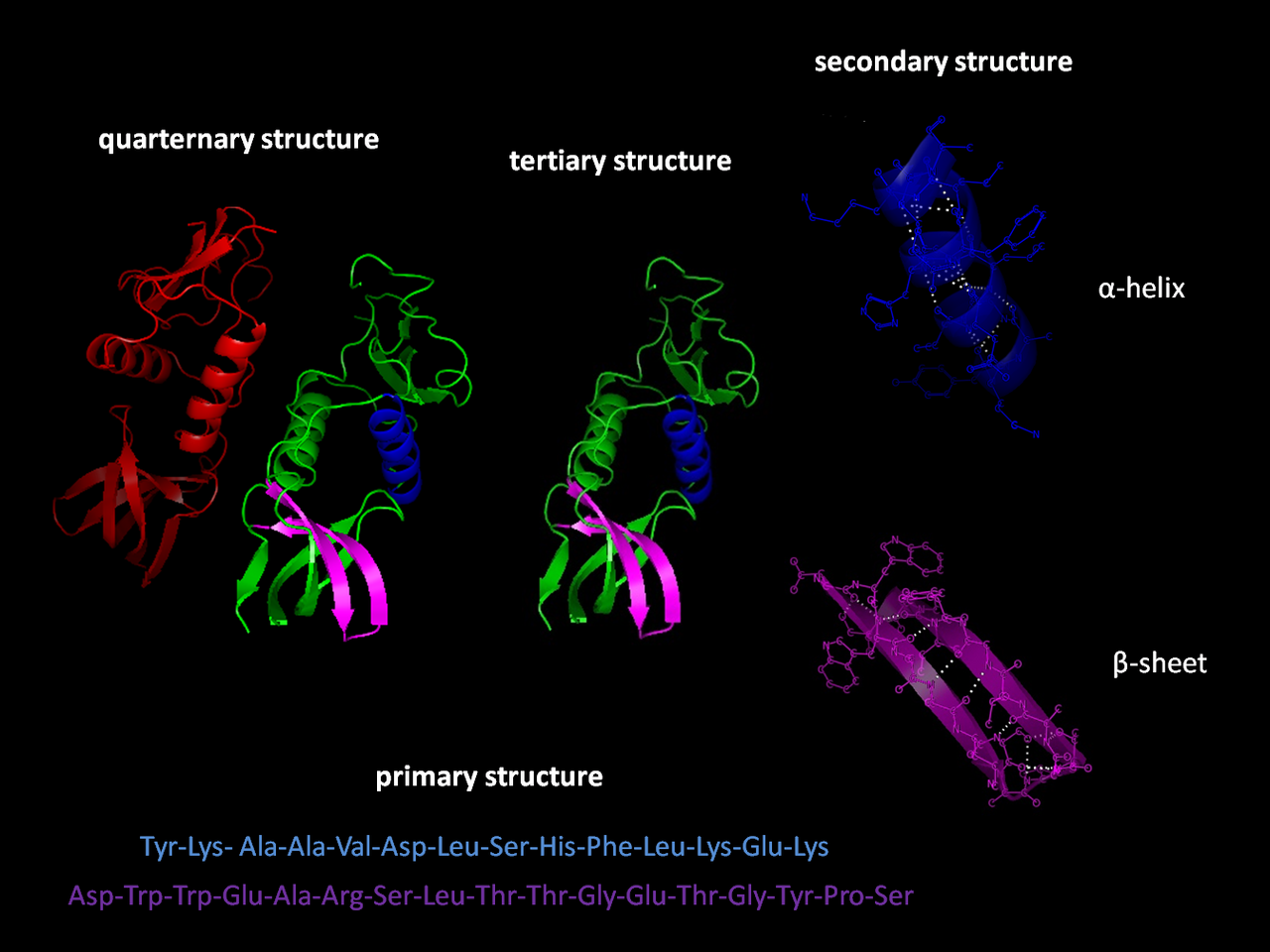 The four levels of protein structure, from the amino acid sequence up to the assembly of multiple folded chains. Function depends on the highest level being correct.