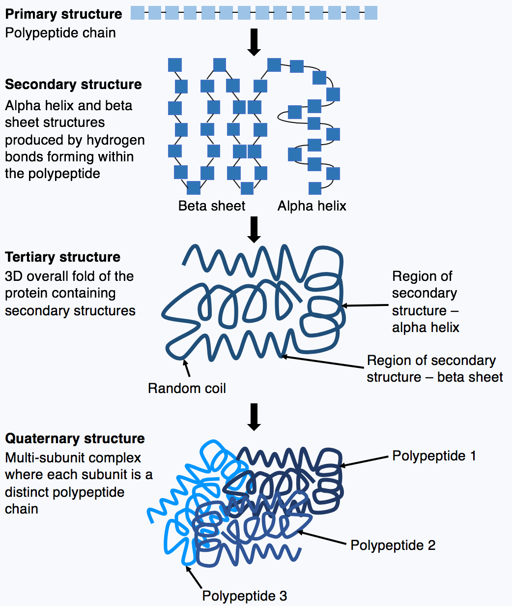 A predicted protein structure. In the 2020 CASP competition, DeepMind's AlphaFold 2 reached accuracy comparable to experimental measurement, and the organisers described the structure prediction problem as solved for single chains.