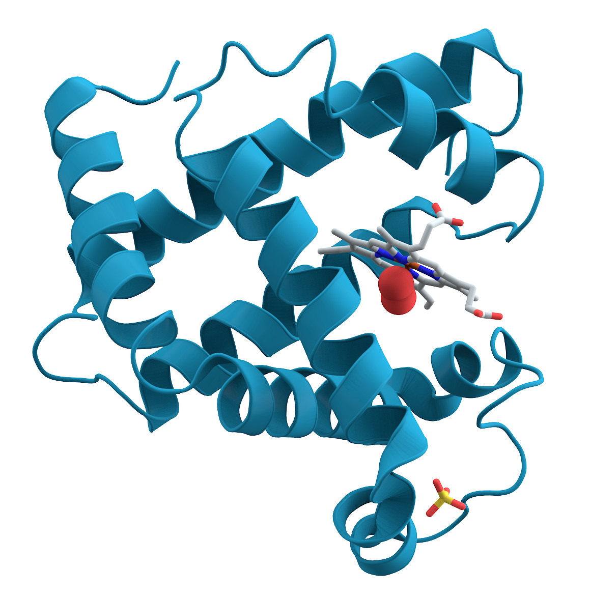 Myoglobin, the first protein whose three-dimensional structure was determined. Its shape is irregular and specific, and the pocket in it holds the iron-containing group that binds oxygen.