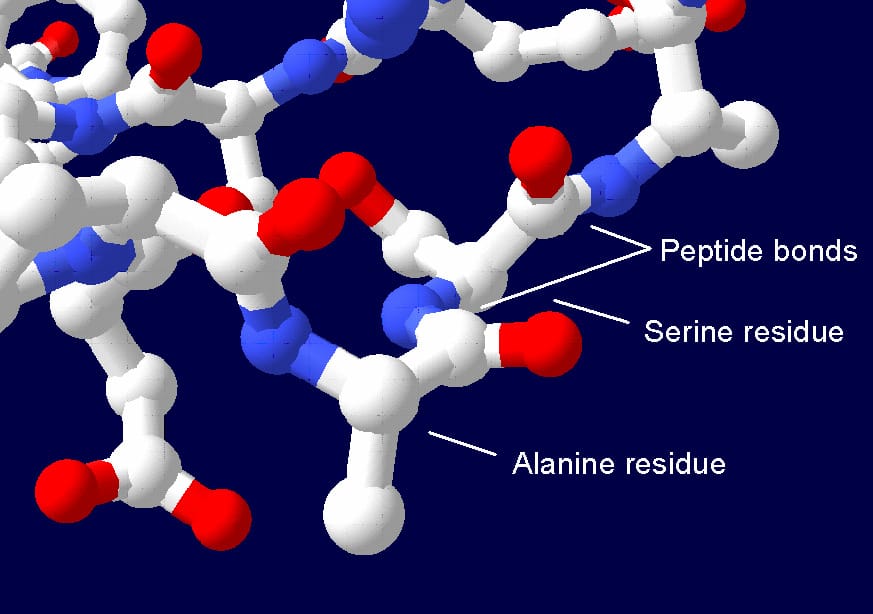 A peptide bond. Amino acids join in a fixed way, producing a chain with a repeating backbone and variable side groups.