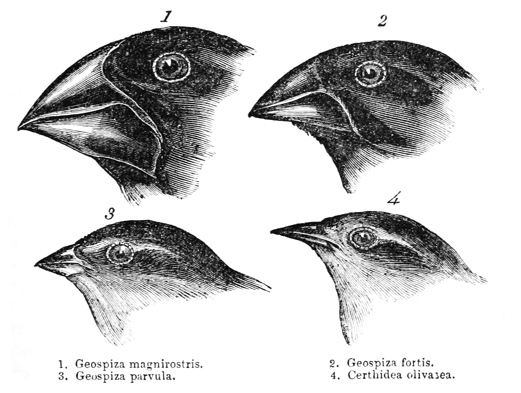 Darwin's finches, a classic example of the splitting of populations into new species.