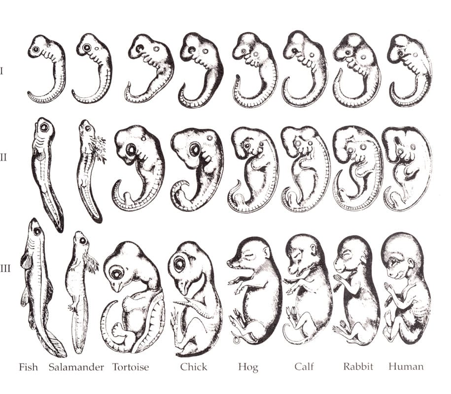 Haeckel's comparative embryo figures, in a later copy. Arranging embryos of different classes in a grid made the similarity look stronger and more uniform than the specimens support.