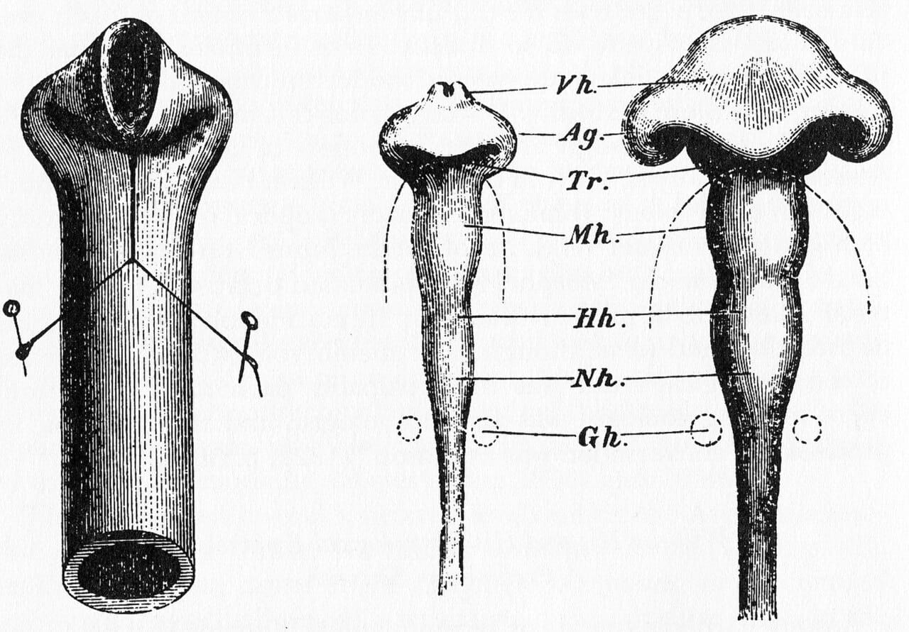 Wilhelm His's comparison of a chick brain with a folded rubber tube, from 1874. His argued that embryonic form is produced by physical and mechanical processes acting during development, not by the replaying of ancestral adults.