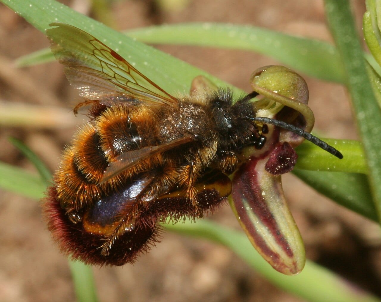 An orchid mimicking a female wasp. Coevolution between species is the pressure the hypothesis identifies, and it does not stop.