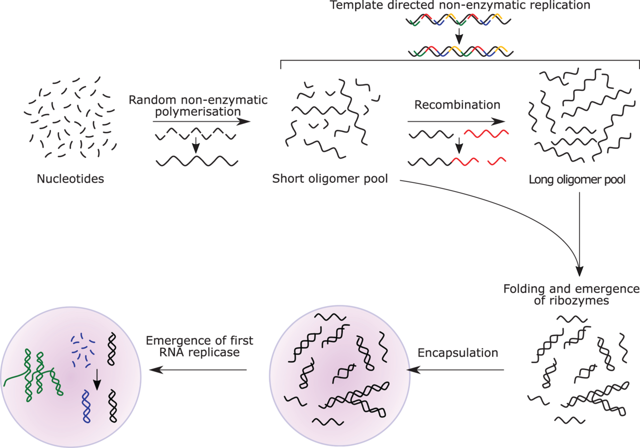 The transition from prebiotic chemistry to a genetic system. Whether replication or metabolism came first is the field's oldest division, and the current trend is toward accounts requiring both.