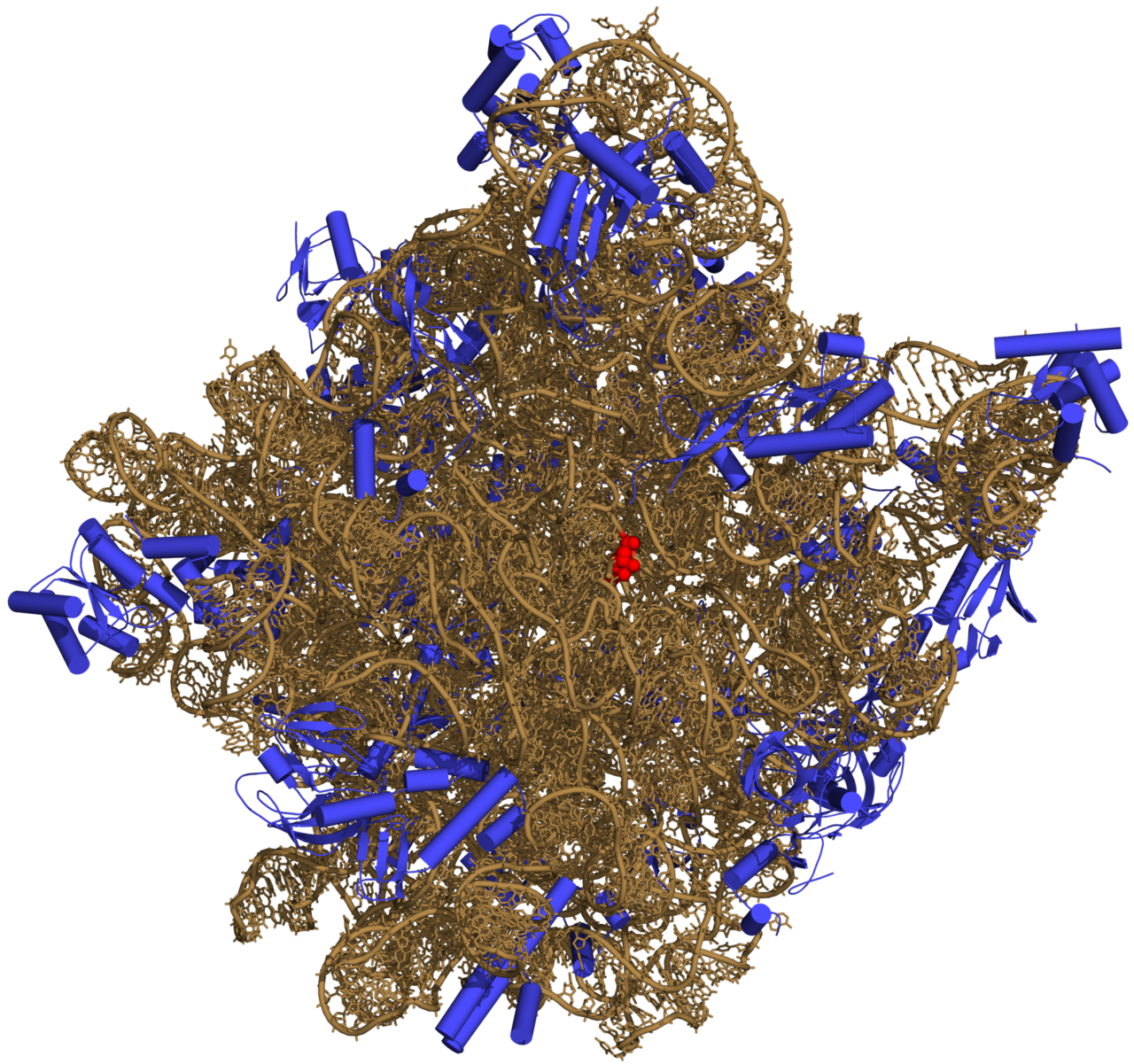 The large subunit of a ribosome. Its catalytic centre is RNA rather than protein, which means the central reaction of protein synthesis is carried out by RNA.