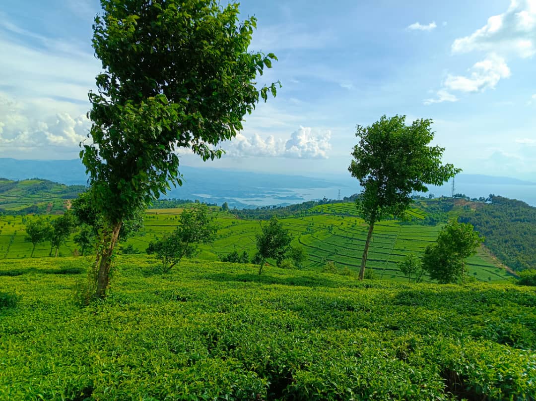 A tea plantation above Lake Kivu in western Rwanda. Grown on the cool, high slopes and prized for its quality, tea, along with coffee, is one of the country's most important cash crops and exports.