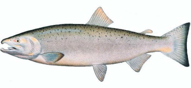 A chum salmon. Chum have the widest distribution of any Pacific salmon, from California to Korea and into the Arctic.